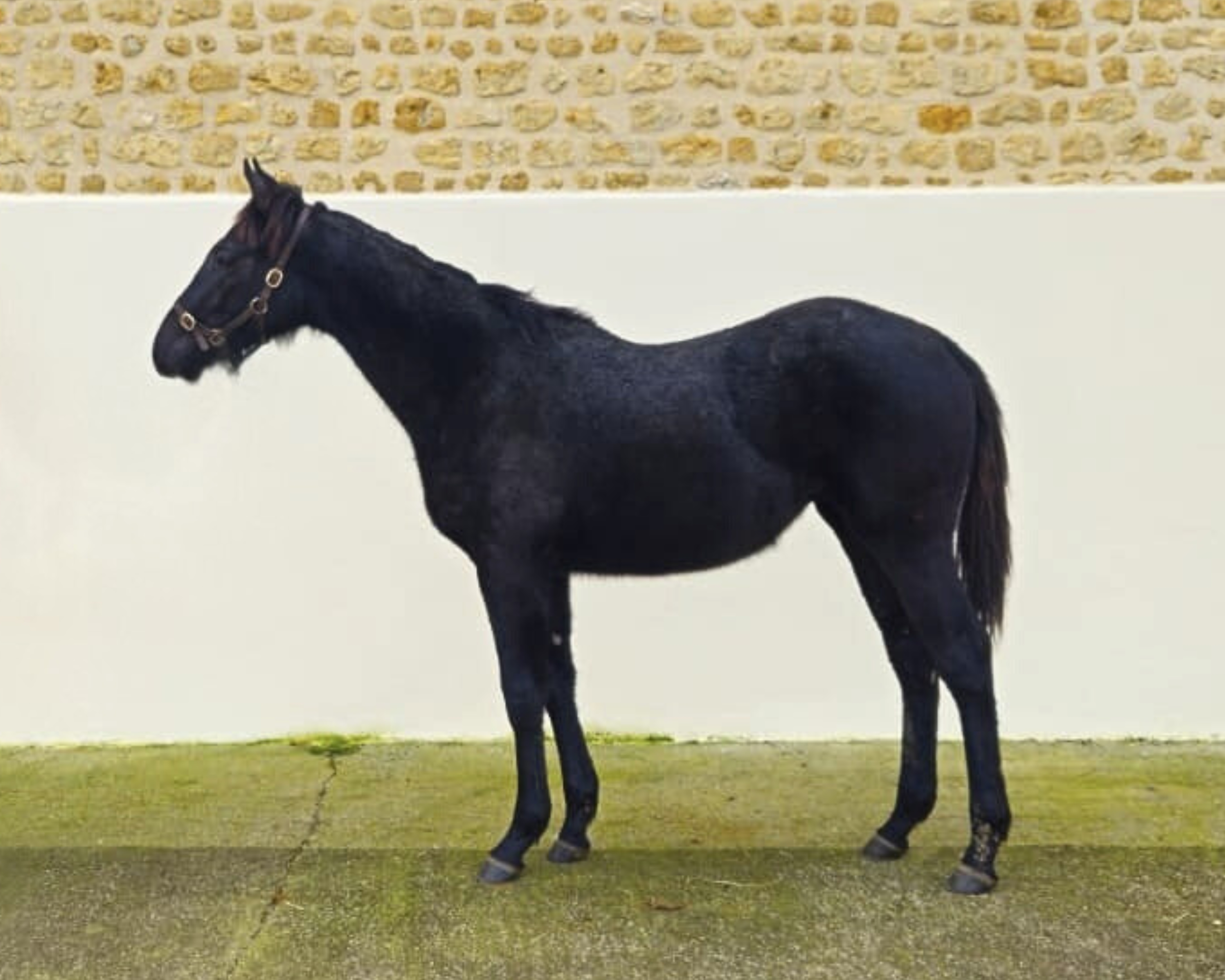 ORIAN DE LA SERRE (FR) . photo