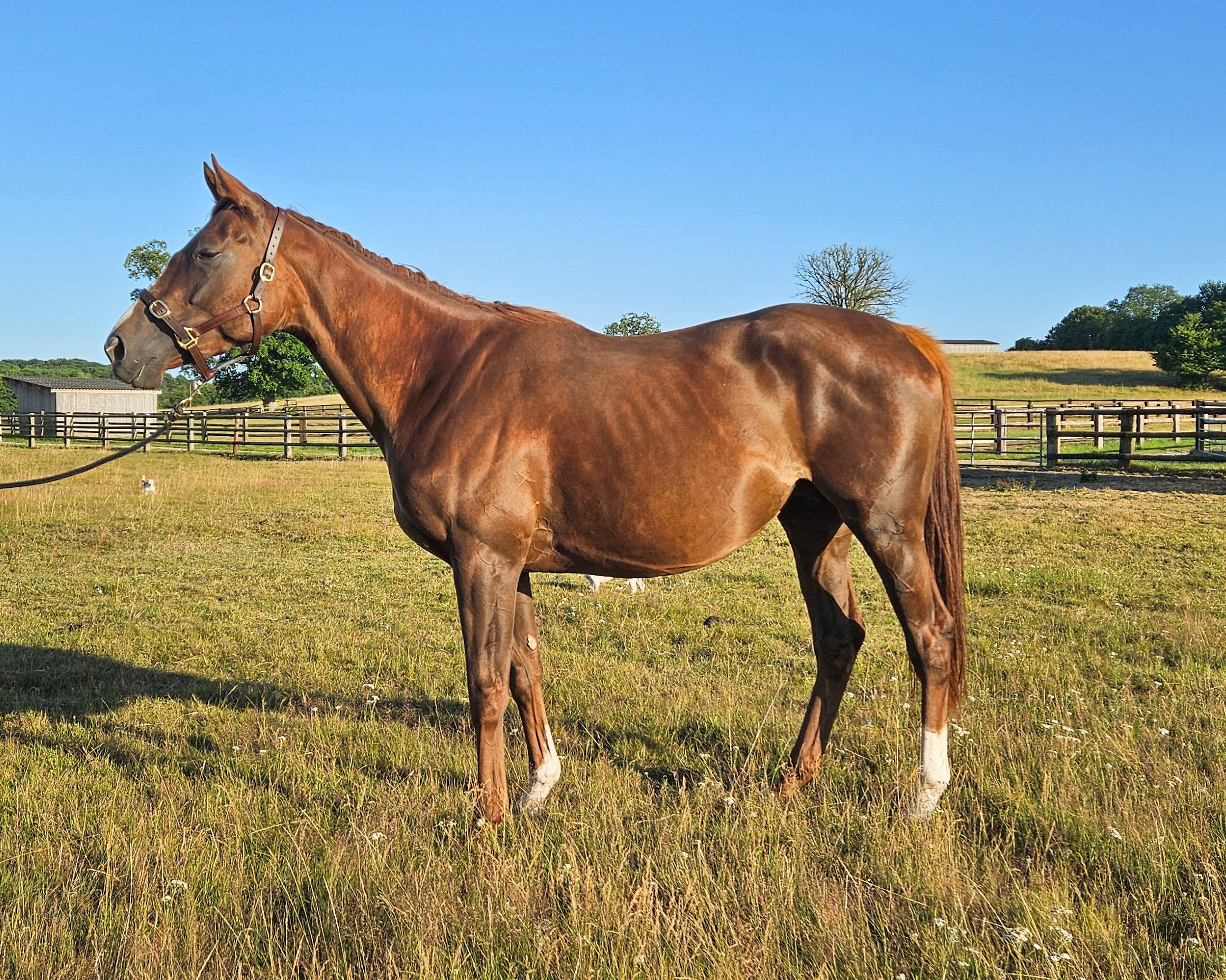 MAGIC BLUR (IRE) photo