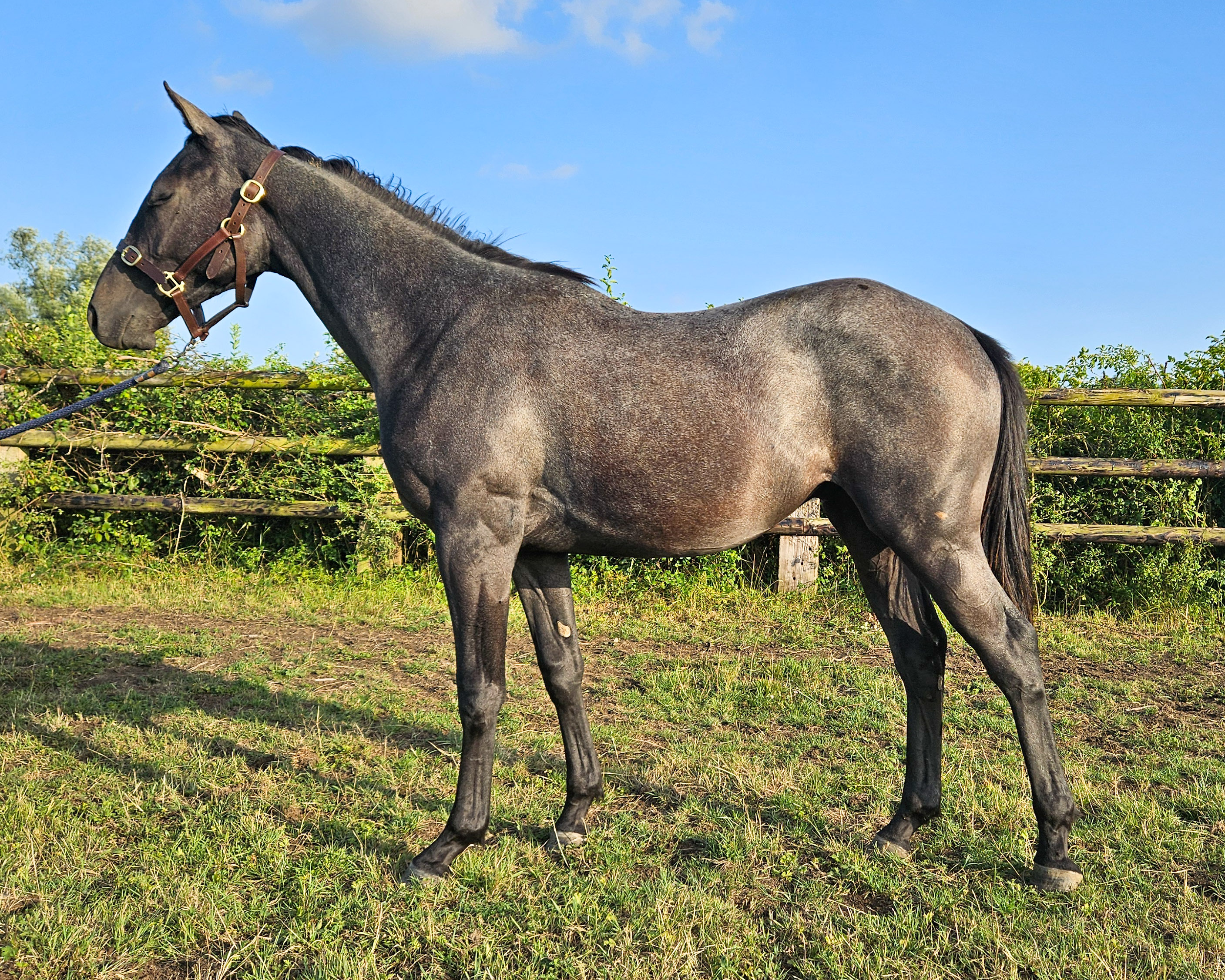 ORIAN DE LA SERRE (FR) . photo