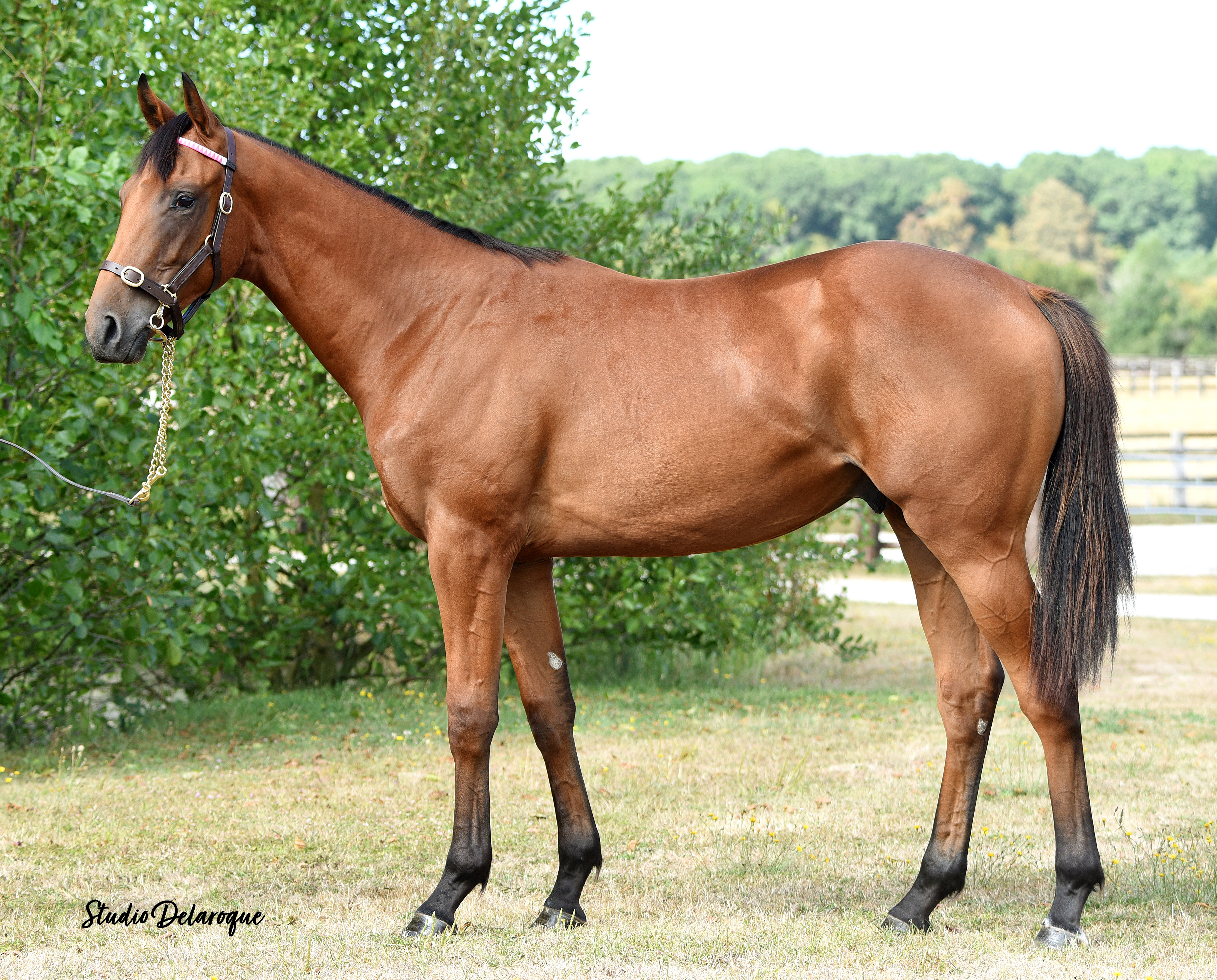 LORENCO (FR) . photo