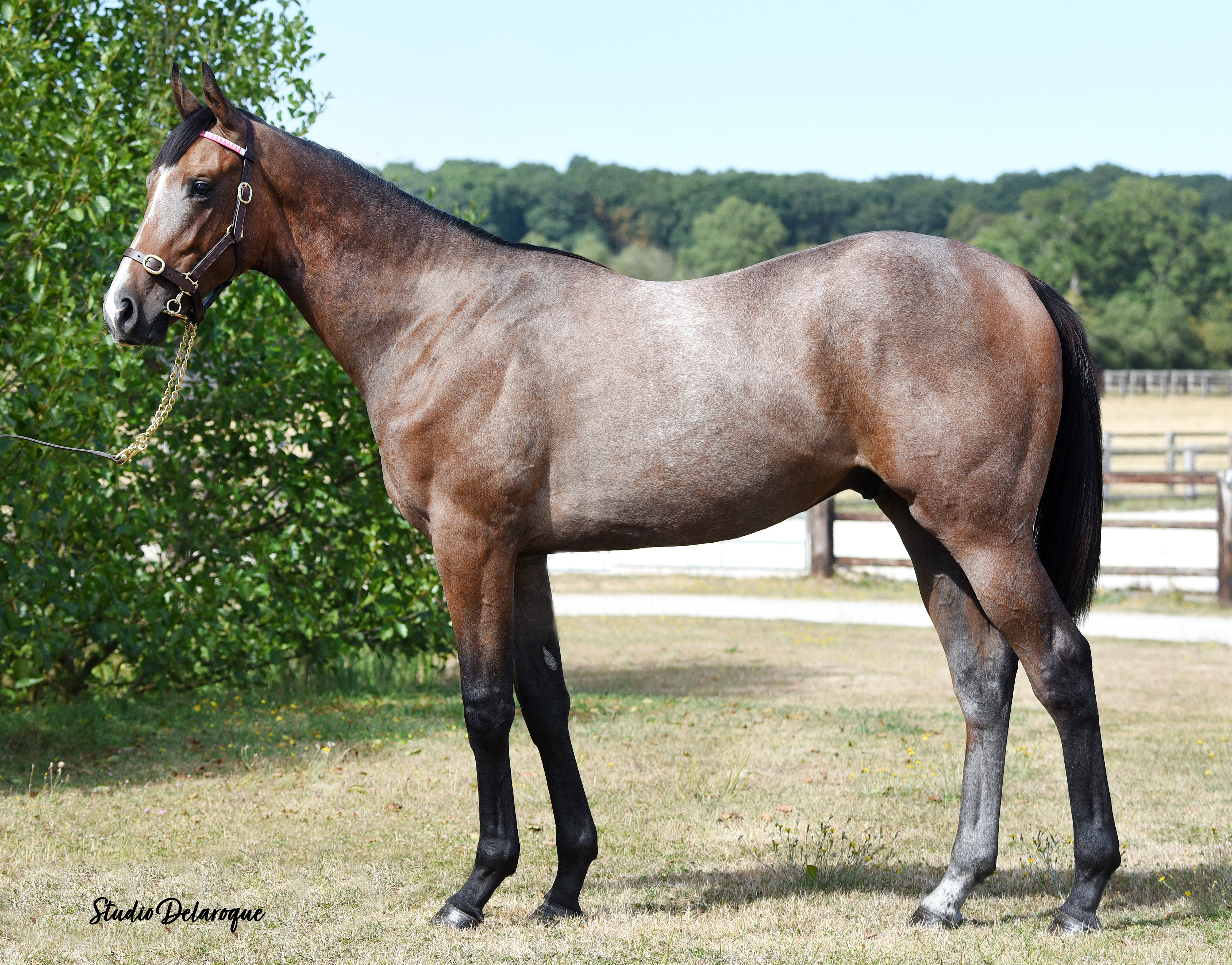 SAINT GATSBY (FR) . photo