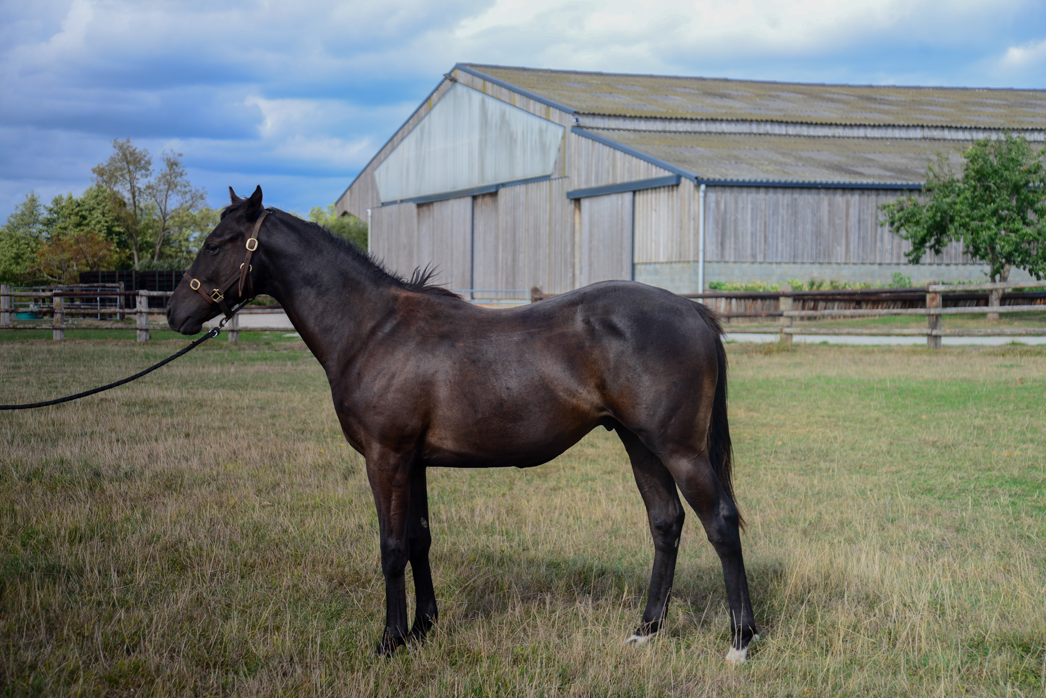 BELL ALLI (FR) . photo